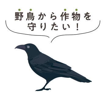 野鳥から作物を守りたい！